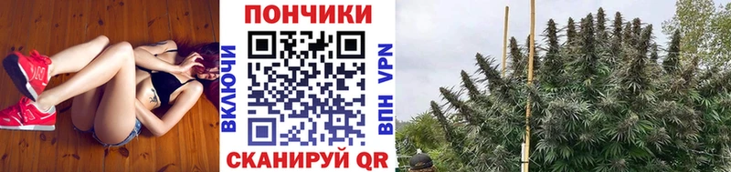 Канабис план  Купить где  Сасово 